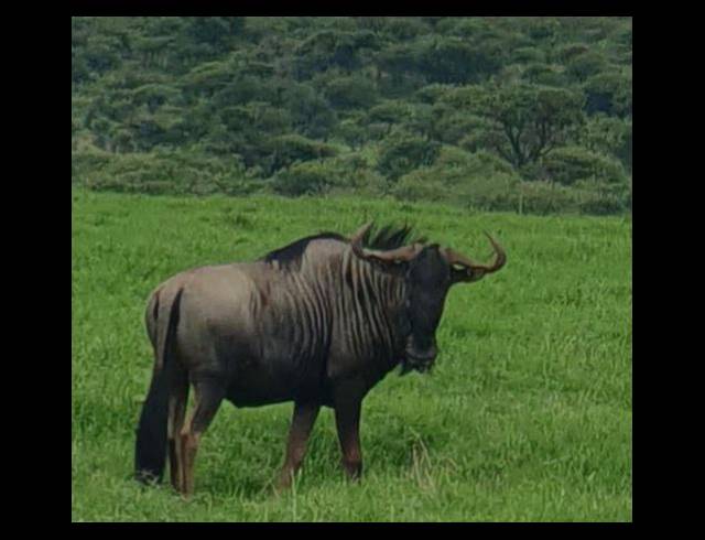 20,000,000M² FARM FOR SALE IN ESTCOURT RURAL
